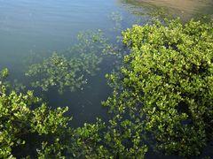 -北海金海湾红树林生态旅游区