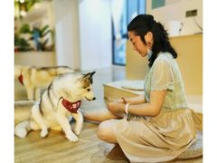 -Husky Go! 哈士奇体验馆·宠物咖啡厅狗咖