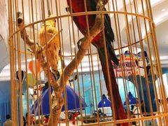 -帝企鹅自助餐厅•儿童岛•真企鹅(长隆企鹅酒店)