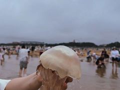 -日照海滨国家森林公园