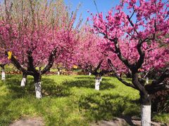 -莲花池公园