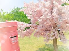 -杭州湾海上花田景区