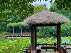 -上海滨江森林公园
