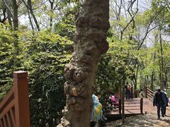 -上海佘山国家森林公园天马山园