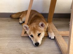 -浣熊柯尔鸭土拨鼠·电玩咖