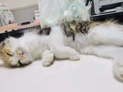 -谐和益家动物医院·免疫绝育·血液透析·宠保定点医院(高新伊藤分院)
