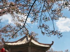 -樱花山风景区