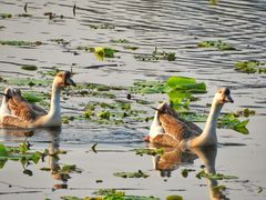 -吴淞炮台湾湿地森林公园烧烤区