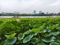-莲花池公园