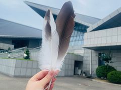 -盐城丹顶鹤湿地生态旅游区