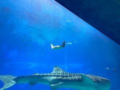-珠海长隆海洋王国