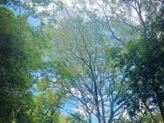 -番禺大夫山森林公园