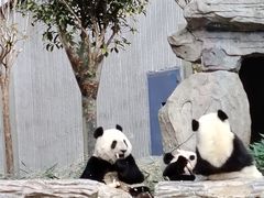 -卧龙中华大熊猫苑神树坪基地