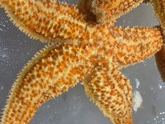 -蓝珊甄选海鲜自助·火锅大排档(近阿那亚店)