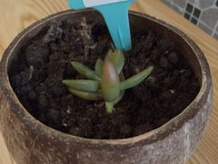 -五月甜品(中山公园店)