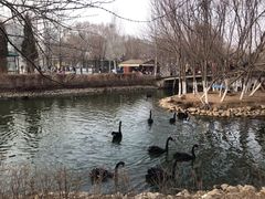 -长白岛森林公园