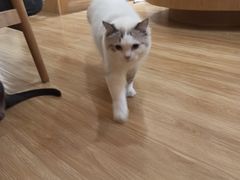 -滚猫咖啡·猫咖·猫友好撸猫(未来城店)