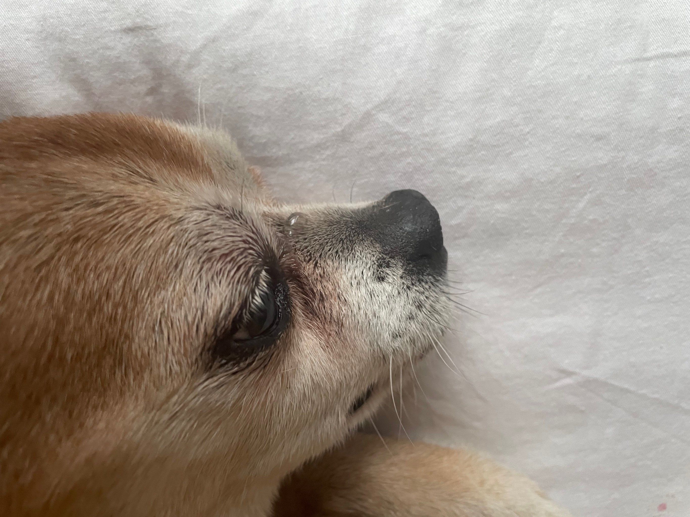 鼻梁肿了的小狗狗