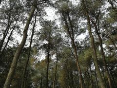 -铁山坪森林公园