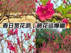 -南国桃园旅游度假区