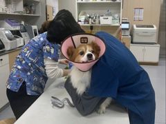 -康成宠物医院24H·CT·核磁共振