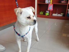 -艾贝尔宠物医院 ·内科全科(梁溪路店)