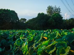 -梁鸿国家湿地公园