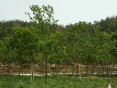 -绵阳盛世樱花悠乐谷