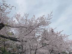 -武汉大学-樱园