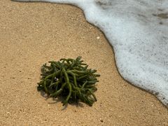 -湄洲岛