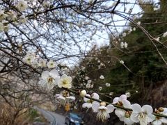 -广州市流溪河国家森林公园