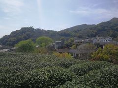 -龙井村