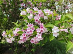 -上海吴淞炮台湾国家湿地公园