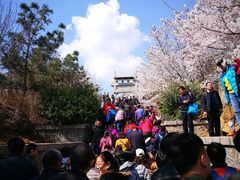 -樱花山风景区