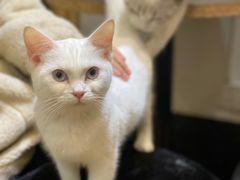 -猫色咖啡·猫咖