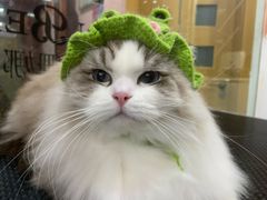 -车接车送·寄养洗护·德文猫舍(大宁店)
