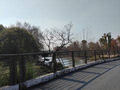-九科绿洲