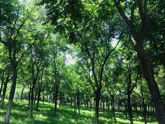 -大兴滨河森林公园