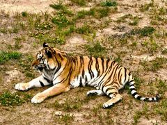 -西霞口神雕山野生动物世界