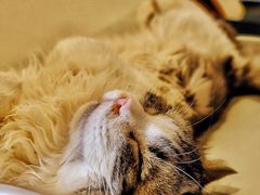-飞行喵MR PILOT|猫舍·猫咖(静安大融城店)