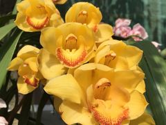 兰花-三圣花乡旅游区