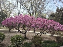 -南宫五洲植物乐园