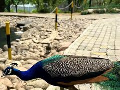 -西霞口神雕山野生动物世界