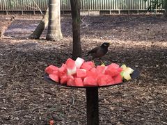 -费瑟代尔野生动物园