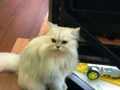 -李小姐の猫咖啡馆(五角场店)