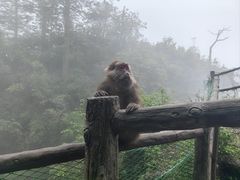 -峨眉山风景名胜区