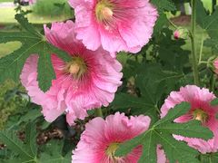 -星巴克(苏州建屋店)