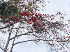 -悦城龙母祖庙
