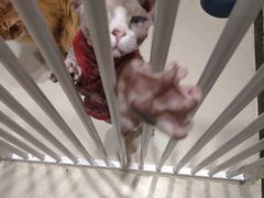 -藏猫猫咖啡主题馆(中央大道店)