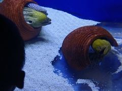 -江和美海洋公园